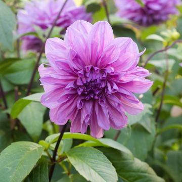 Dahlia Lilac Time