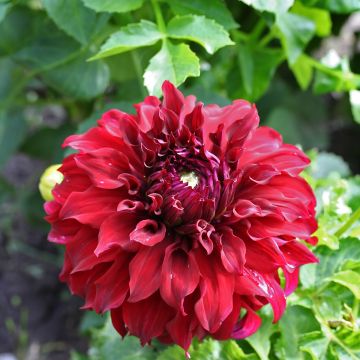 Dahlia Spartacus