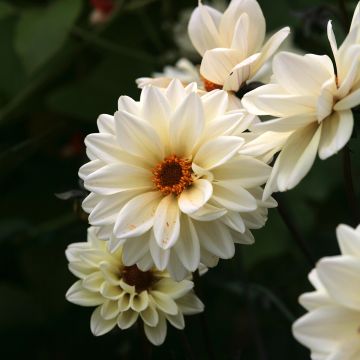 Dahlia Classic Swanlake