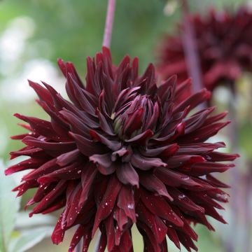 Dahlia Black Jack