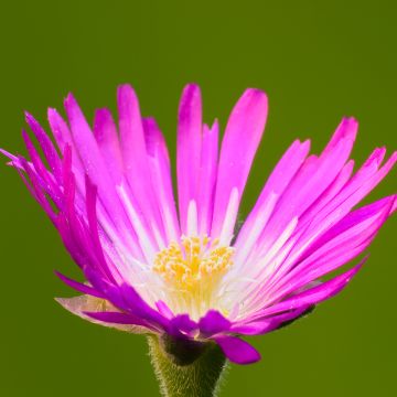 Delosperma sutherlandii - Pourpier de Sutherland