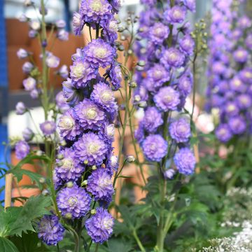 Delphinium Bolero - Pied d'alouette vivace