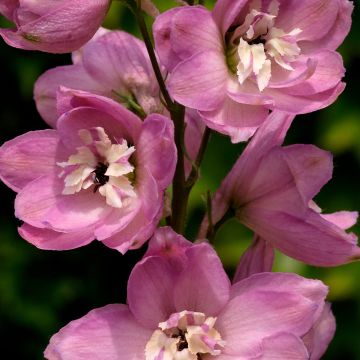 Delphinium Pacific Astolat, Pied d Alouette