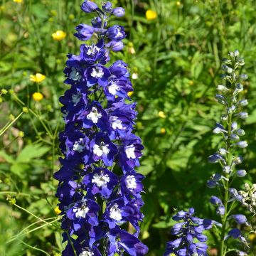 Delphinium Groupe Pacific-hybrid Blue Bird - Larkspur