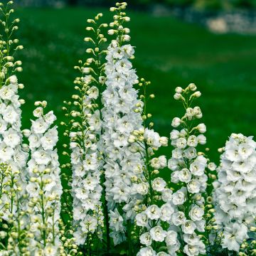 Delphinium Galahad - Larkspur