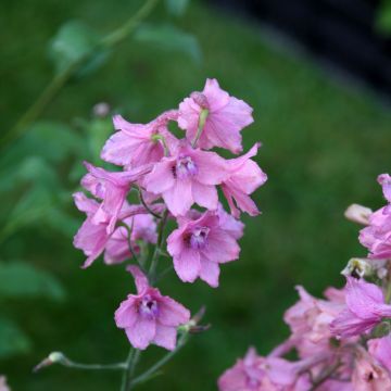 Delphinium Ruysii Pink Sensation, Pied d'Alouette