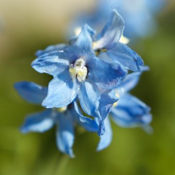 Delphinium belladona Cliveden Beauty - Larkspur