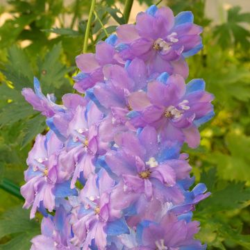 Delphinium elatum Morning Lights, Pied d'alouette