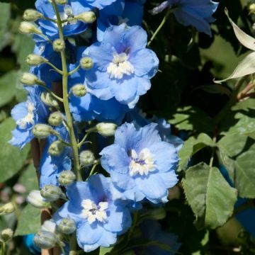 Delphinium Strawberry Fair - Larkspur