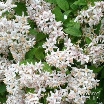 Deutzia scabra - Deutzie rude