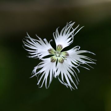 Dianthus arenarius