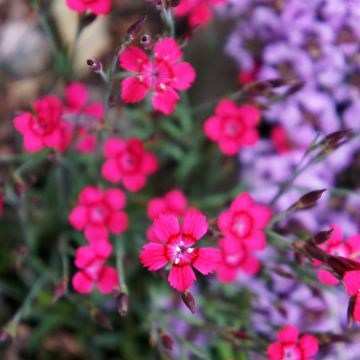 Dianthus deltoides Brillant, Oeillet à delta