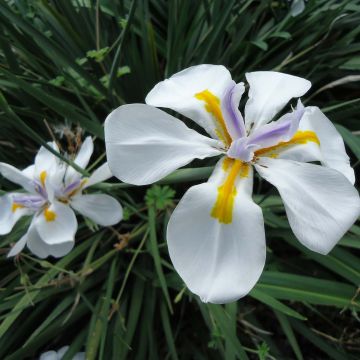 Dietes grandiflora