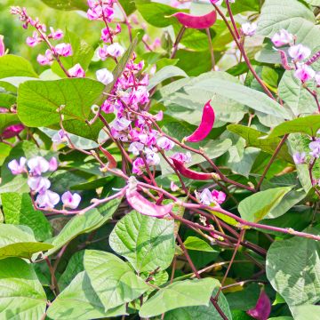 Dolichos lablab Seeds - Hyacinth Beans