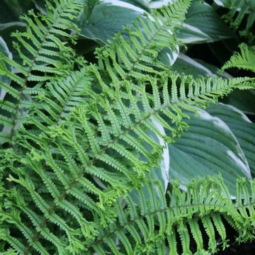 Fougère, Dryopteris affinis Cristata