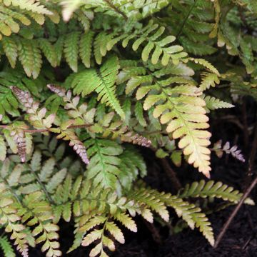 Dryopteris erythrosora Prolifica - Copper Fern