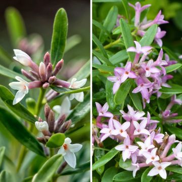 A pair of fragrant Daphne