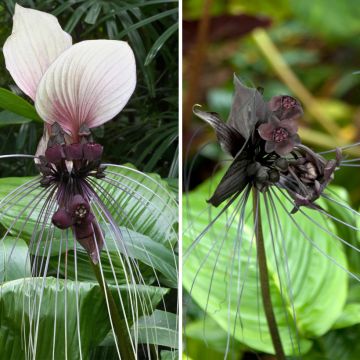 Duo of Fascinating Bat Flowers