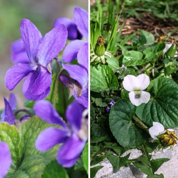 Fragrant Violets Duo