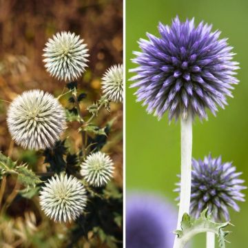 Duo of Blue and White Globe Thistles