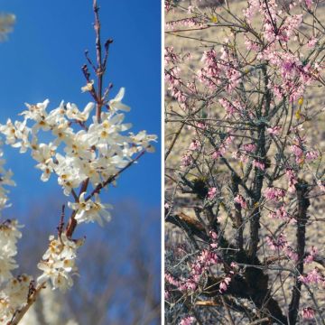 Korean Forsythia Duo