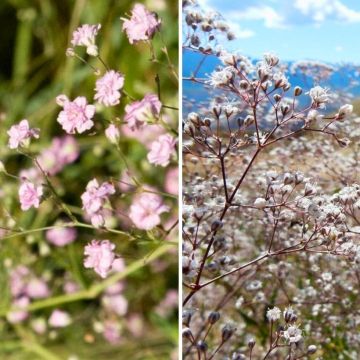 White and Pink Gypsophila paniculata