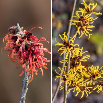 Duo of yellow and red witch hazel