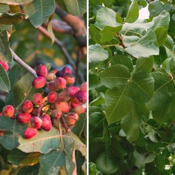 Duo of Pistachio trees - Pistacia vera Kerman (female), Peters (male)