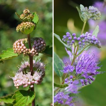 A pair of blue and pink Caryopteris