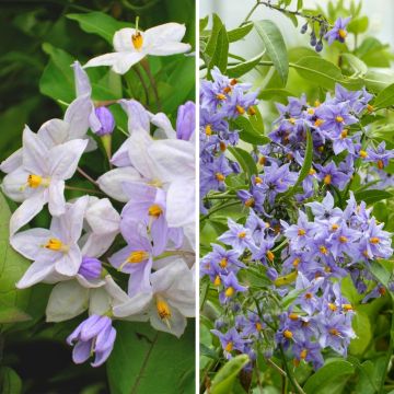 Climbing Solanum duo