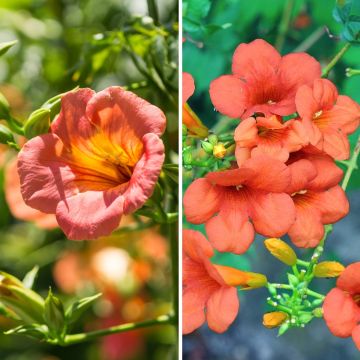 Large Trumpet Vines Duo