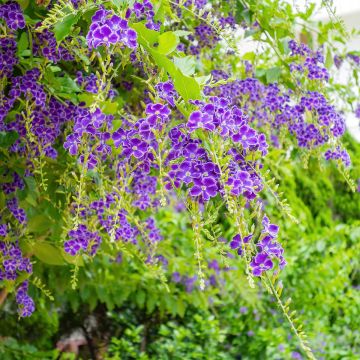 Duranta repens ou erecta - Vanillier de Cayenne