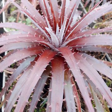 Dyckia Burgundy Ice