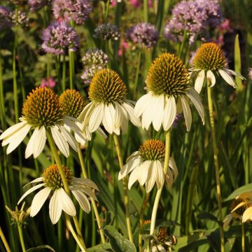 Echinacea purpurea Mellow Yellow