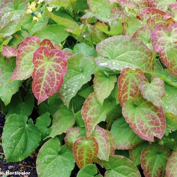 Epimedium perralchicum - Barrenwort