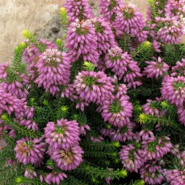 Erica williamsii P.D. Williams - Heath