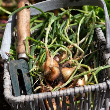 Shallot - Allium cepa var. aggregatum Red Sun