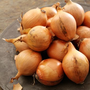 Shallots Lyska - Allium cepa