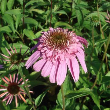 Echinacea Secret Romance - Rudbeckia pourpre 