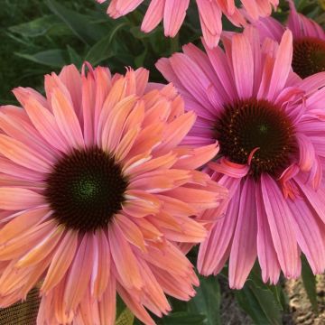 Echinacea purpurea SunSeekers Rainbow - Purple coneflower