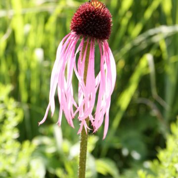 Echinacea pallida - Pale Purple Coneflower