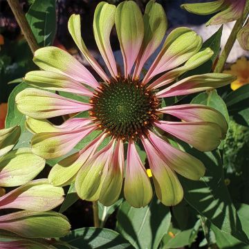 Echinacea purpurea Espinosa Green - Purple Coneflower