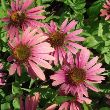 Echinacea Summer Cocktail - Purple Coneflower