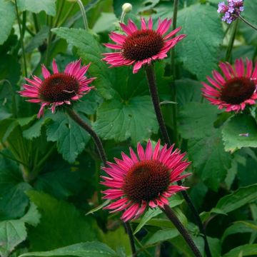 Echinacea purpurea Vintage Wine - Purple Coneflower