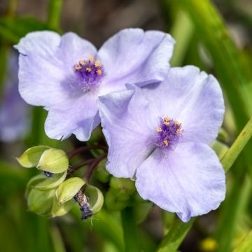 Tradescantia andersoniana Little Doll - Spiderwort