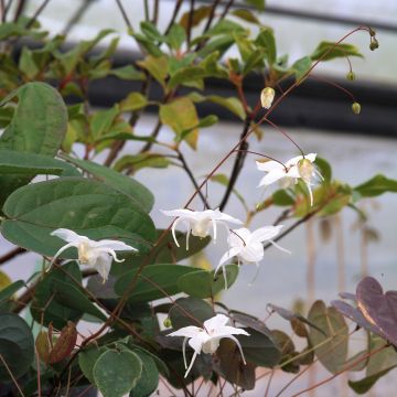 Epimedium Arctic Wings - Barrenwort