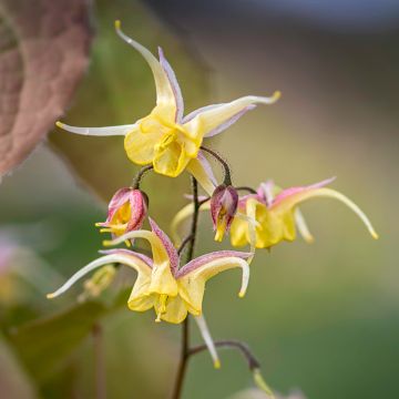 Epimedium Fire Dragon - Barrenwort