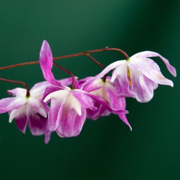 Epimedium Pumosum Roseum - Barrenwort