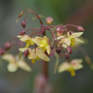 Epimedium pinnatum subsp. colchicum Black Sea - Barrenwort