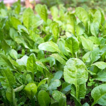 Spinach Apollo